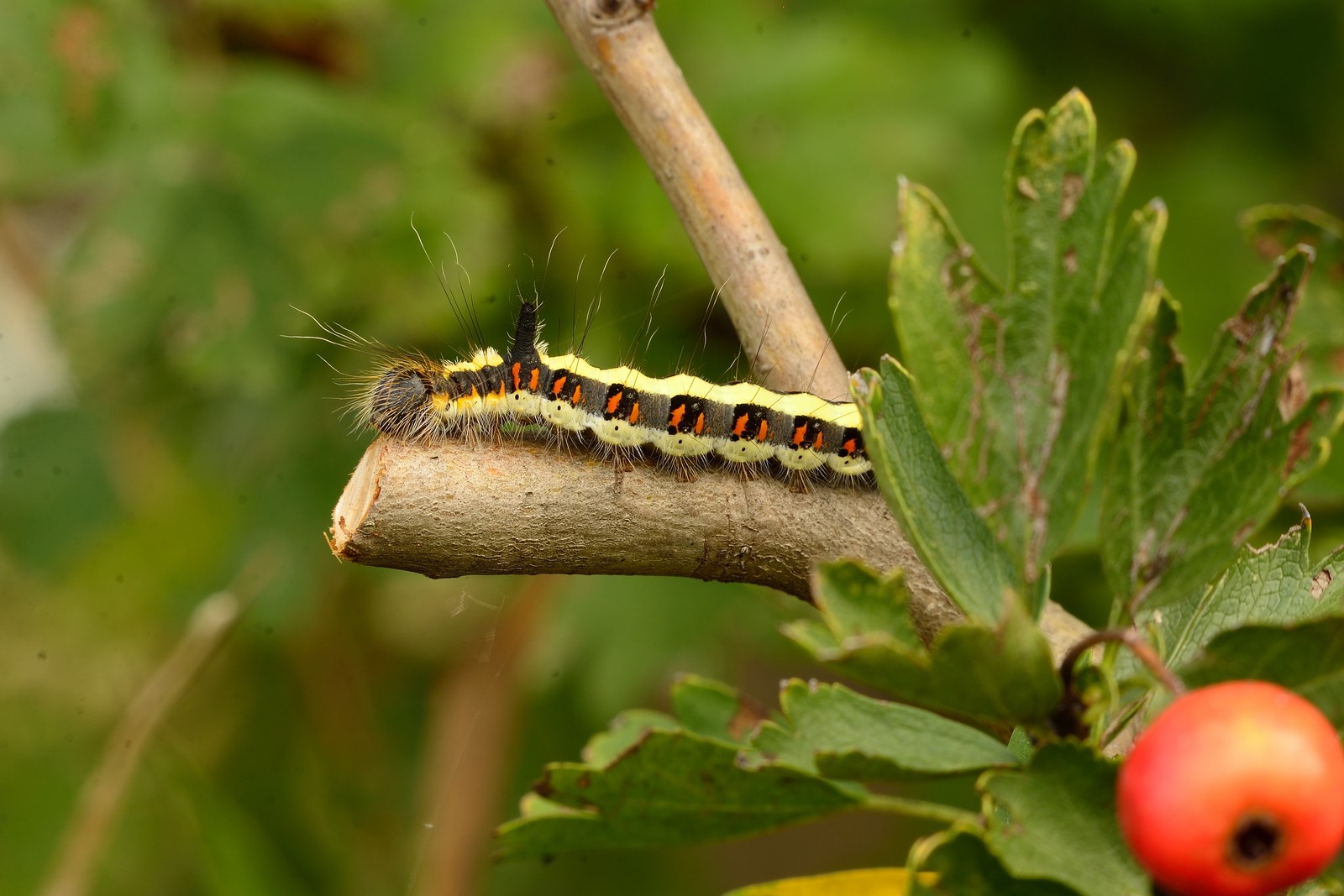 Bruco di... Acronicta psi  - Noctuidae